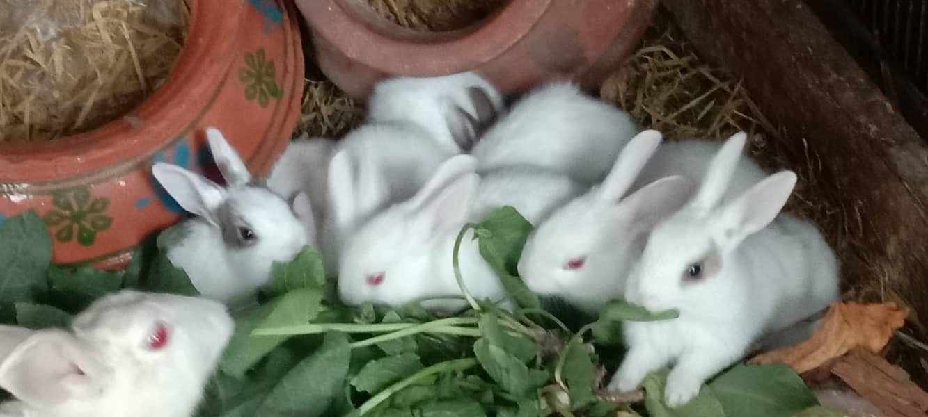 Healthy rabbits 2