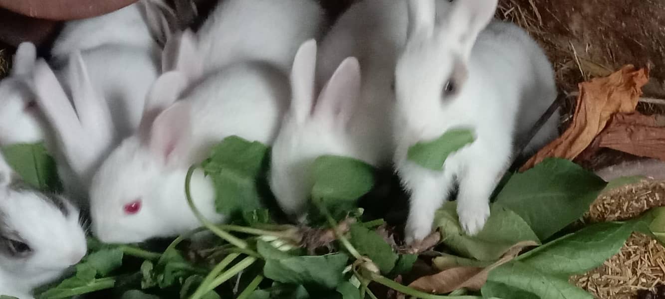 Healthy rabbits 3