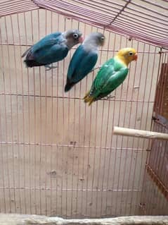 1 love bird Breedar pair. and 1 par blue pic.