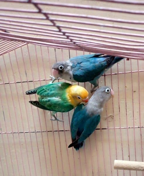 1 love bird Breedar pair. and 1 par blue pic. 1