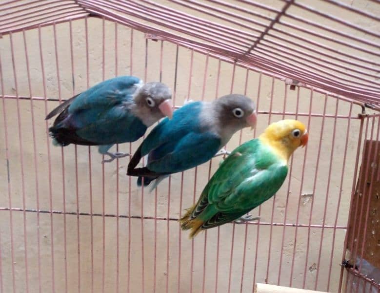 1 love bird Breedar pair. and 1 par blue pic. 2