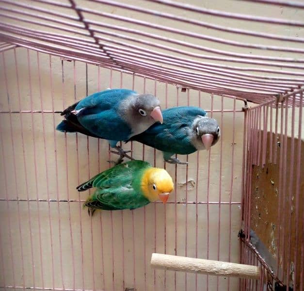 1 love bird Breedar pair. and 1 par blue pic. 4