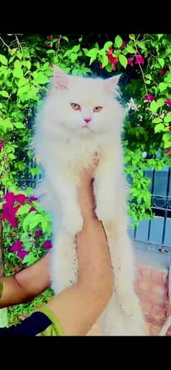 Persian punch face triple coated cat's and kitten 0