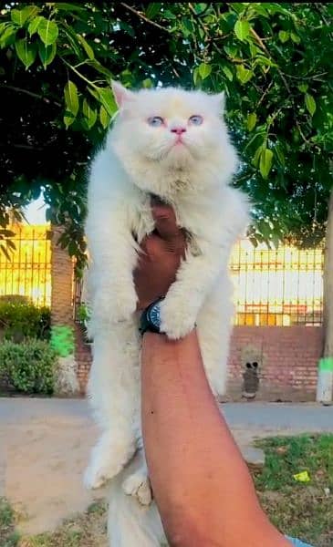 Persian punch face triple coated cat's and kitten 3