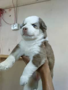 Siberian Husky Female Puppy For sale 45 days puppy