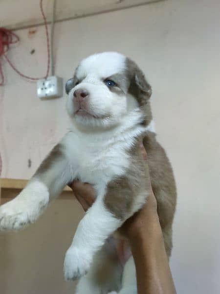 Siberian Husky Female Puppy For sale 45 days puppy 0