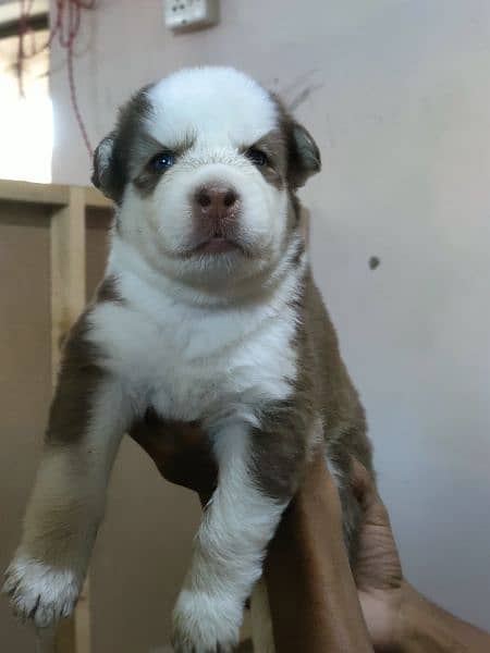 Siberian Husky Female Puppy For sale 45 days puppy 1