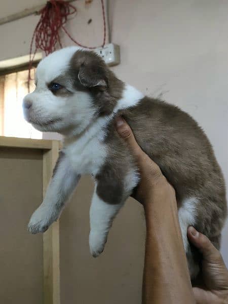 Siberian Husky Female Puppy For sale 45 days puppy 2