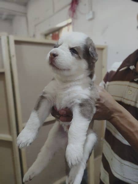 Siberian Husky Female Puppy For sale 45 days puppy 3