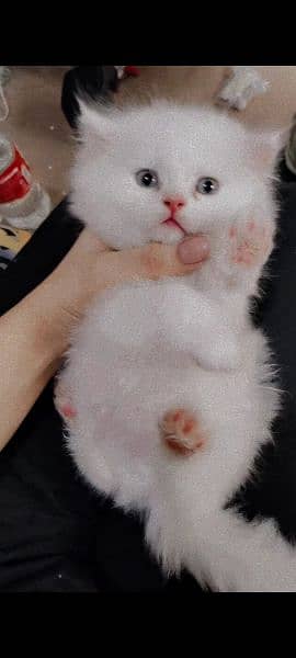 percian kitten baby 1