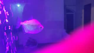 Exotic Healthy High Quality Fish | Cheap Price