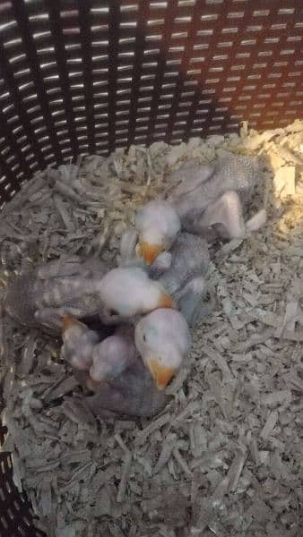 raw chicks and lorry female and 2 chicks available 1