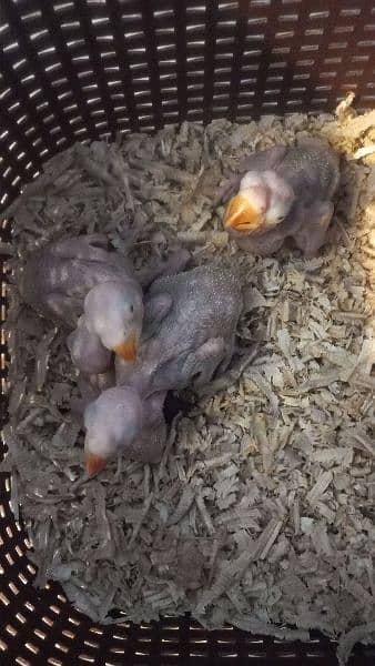 raw chicks and lorry female and 2 chicks available 2