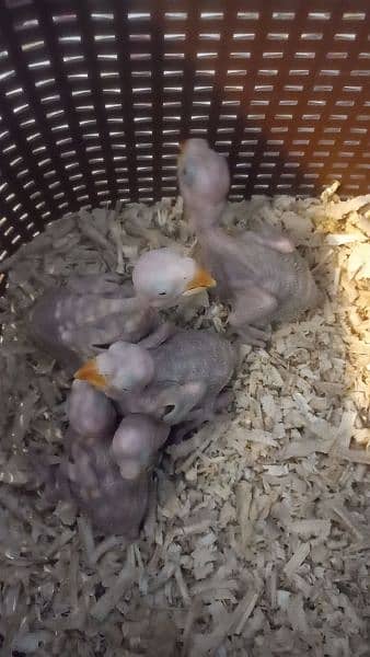 raw chicks and lorry female and 2 chicks available 4