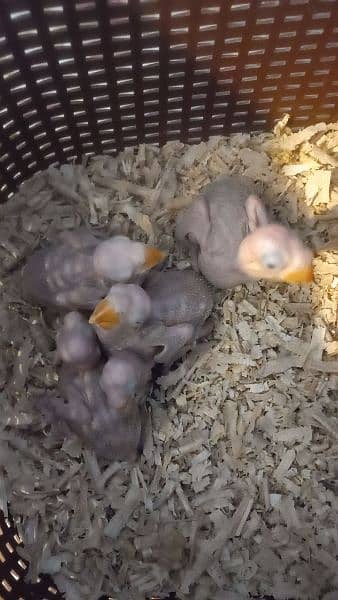raw chicks and lorry female and 2 chicks available 5