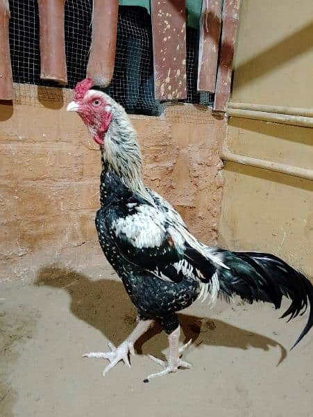 Aseel Jawa pure And Healthy . Top quality breeder For sale . . 2