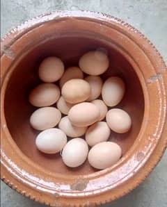 aseel murgha and murghi eggs for sale 250 our es k sath murghay ki pic