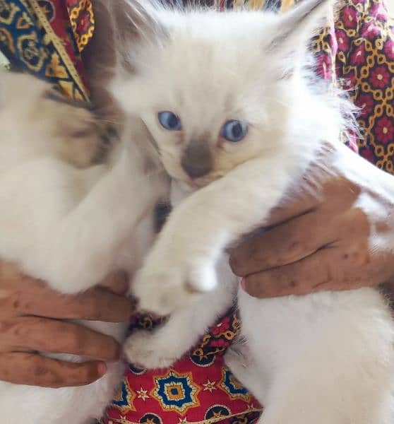 Siamese Kitten pair for sale Blue Eyes 7