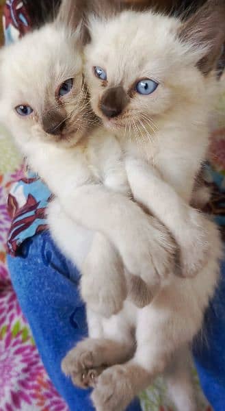 Siamese Kitten pair for sale Blue Eyes 8