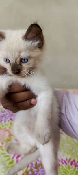 Siamese Kitten pair for sale Blue Eyes 12