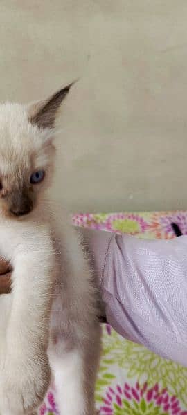 Siamese Kitten pair for sale Blue Eyes 13
