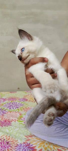 Siamese Kitten pair for sale Blue Eyes 14