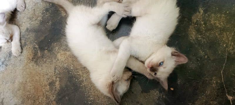 Siamese Kitten pair for sale Blue Eyes 16