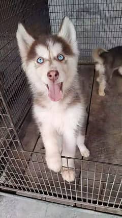 Cooper colour Husky available.