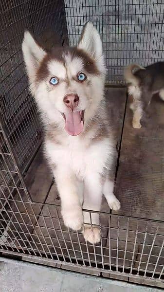 Cooper colour Husky available. 0