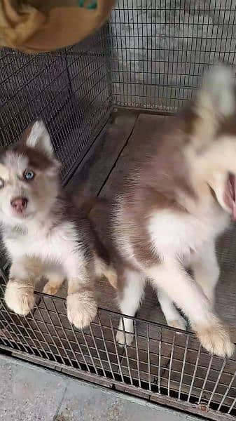 Cooper colour Husky available. 1