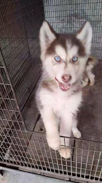 Cooper colour Husky available. 2