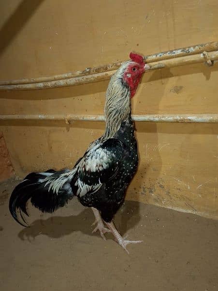 Aseel Jawa pure And healthy . Top Quality breeder for sale. 1