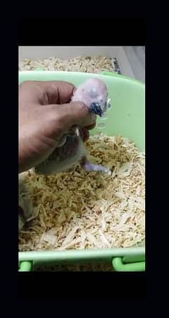 Grey parrot chick