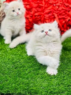 Pure white Persian Blue eyes | triple long coated| Persian cat| kitten