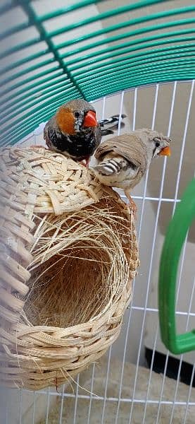 Mutation Zebra Finches Male/Females/Pairs All Available 8