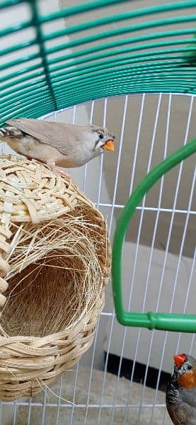 Mutation Zebra Finches Male/Females/Pairs All Available 9