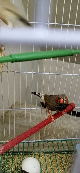 Mutation Zebra Finches Male/Females/Pairs All Available 10