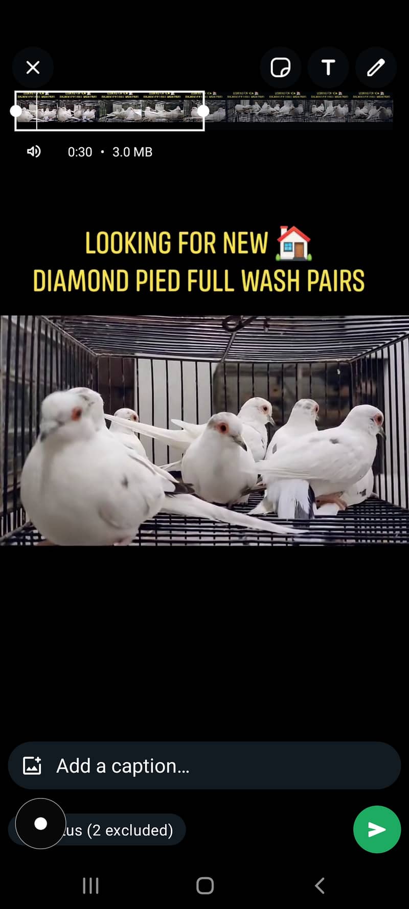 High quality Diamond pied dove breeder setup patha and ready to breed 5
