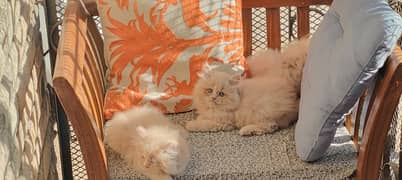 Stunning homebred kittens up for sale.
