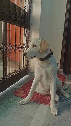I want to sale my Labrador 0