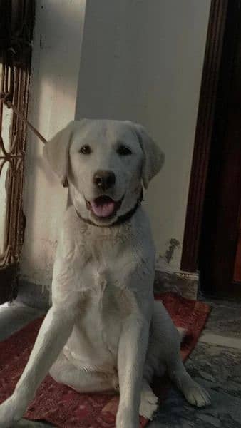 I want to sale my Labrador 1
