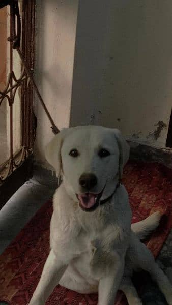 I want to sale my Labrador 2