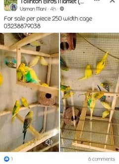 parrot width cage