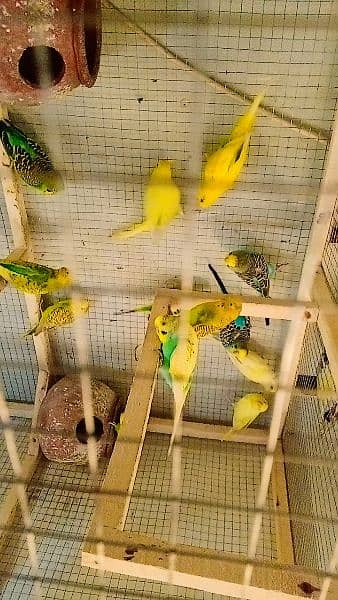 parrot width cage 1
