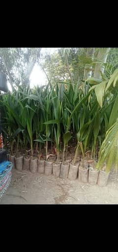 coconut tree for sale