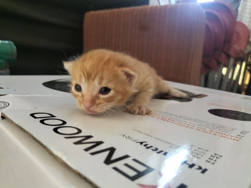 Persian cat kitten 1