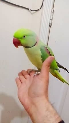Raw parrot full tamed for sale