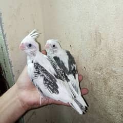 cocktail eno red eye common white handtame chicks hand tame pair
