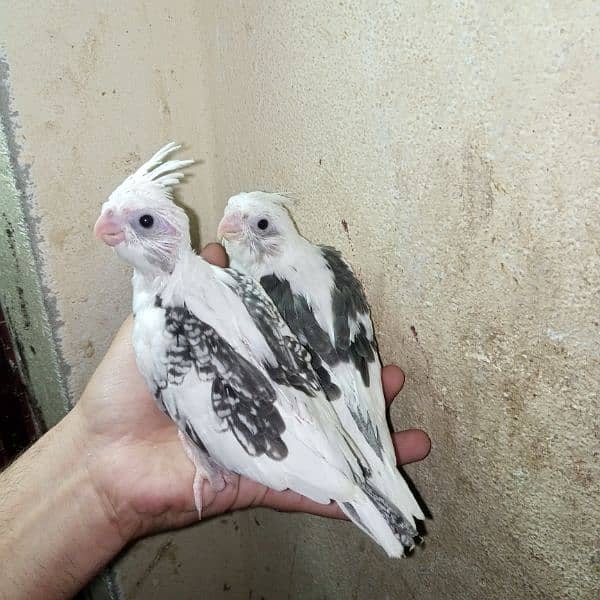 cocktail eno red eye common white handtame chicks hand tame pair 2