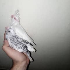 cocktail eno red eye common white handtame chicks hand tame pair